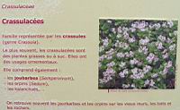 Famille Crassulacees ou Crassulaceae (txt)